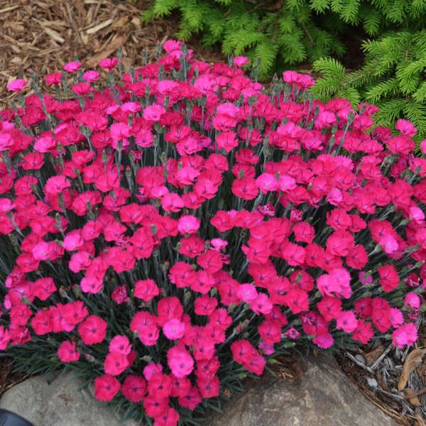 Dianthus, Paint the Town Magenta