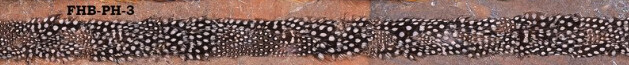 FHB-PH-3