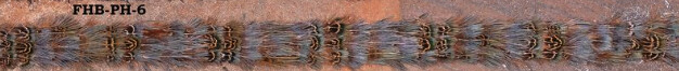 FHB-PH-6