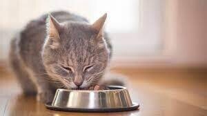 CAT FOOD & TREATS