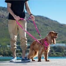 Collars, Harnesses, Leashes and Accessories