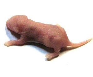 Pinky Mice