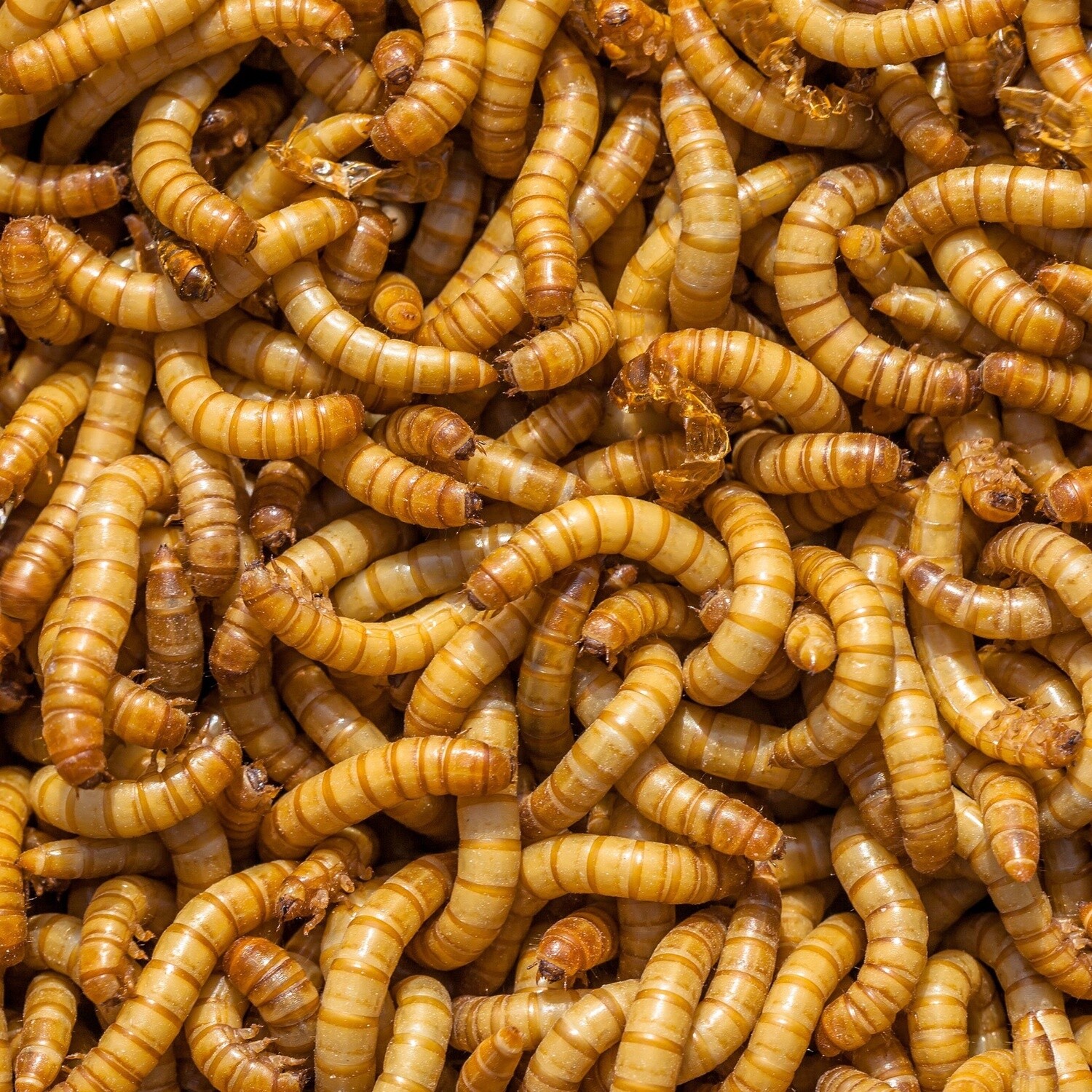 Live Mealworms (100)