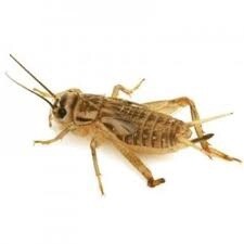 Live Crickets