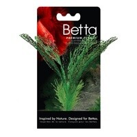 Betta Premium Madagascar Lace Plant, 6 in /15 cm