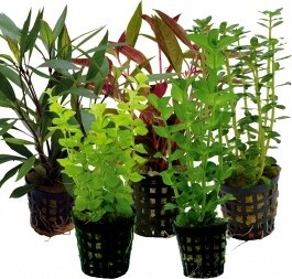 Plants Assorted