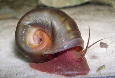 Mystery Snail