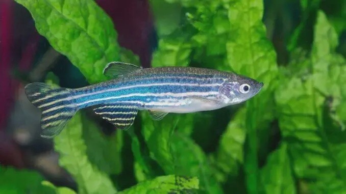 Danio Zebra Fish