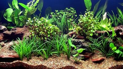 Plantes vivantes d&#39;aquarium