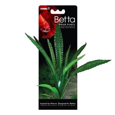 Plante Betta de qualité supérieure, cryptocoryne de Wendt, 20 cm (8 po)