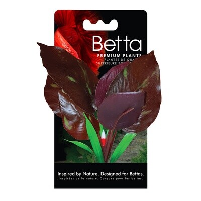 Plante Betta de qualité supérieure, saurure penchée, 15 cm (6 po)