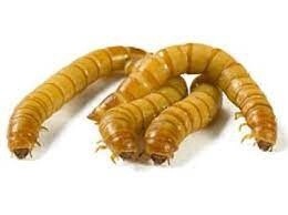 Giant Mealworm 100