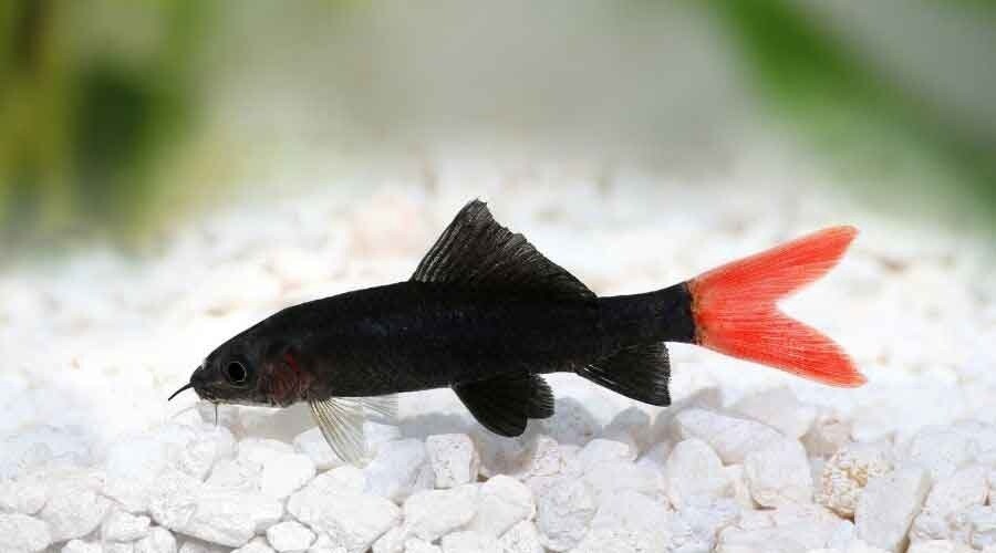 Shark Black Red Tail