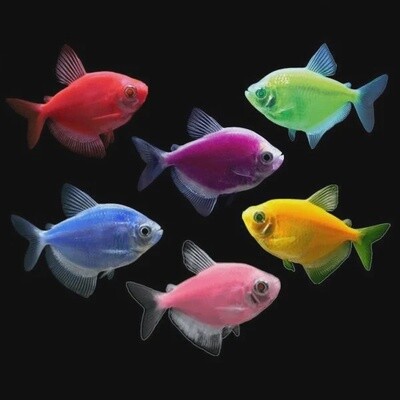 Tetra Glofish Assorted Color