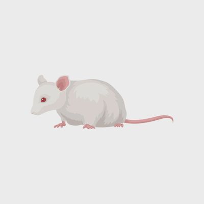 Adult Mice