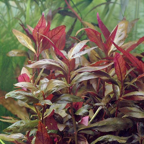 Plant Water Amaranth (Red)