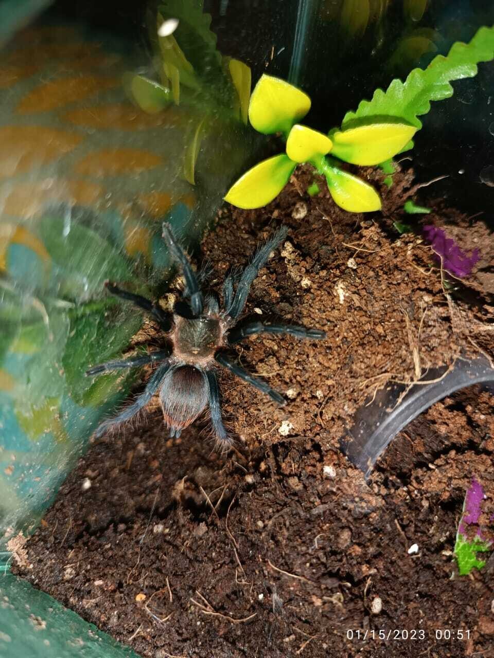 Tliltocatl vagans - Mexican Red Rump Sling