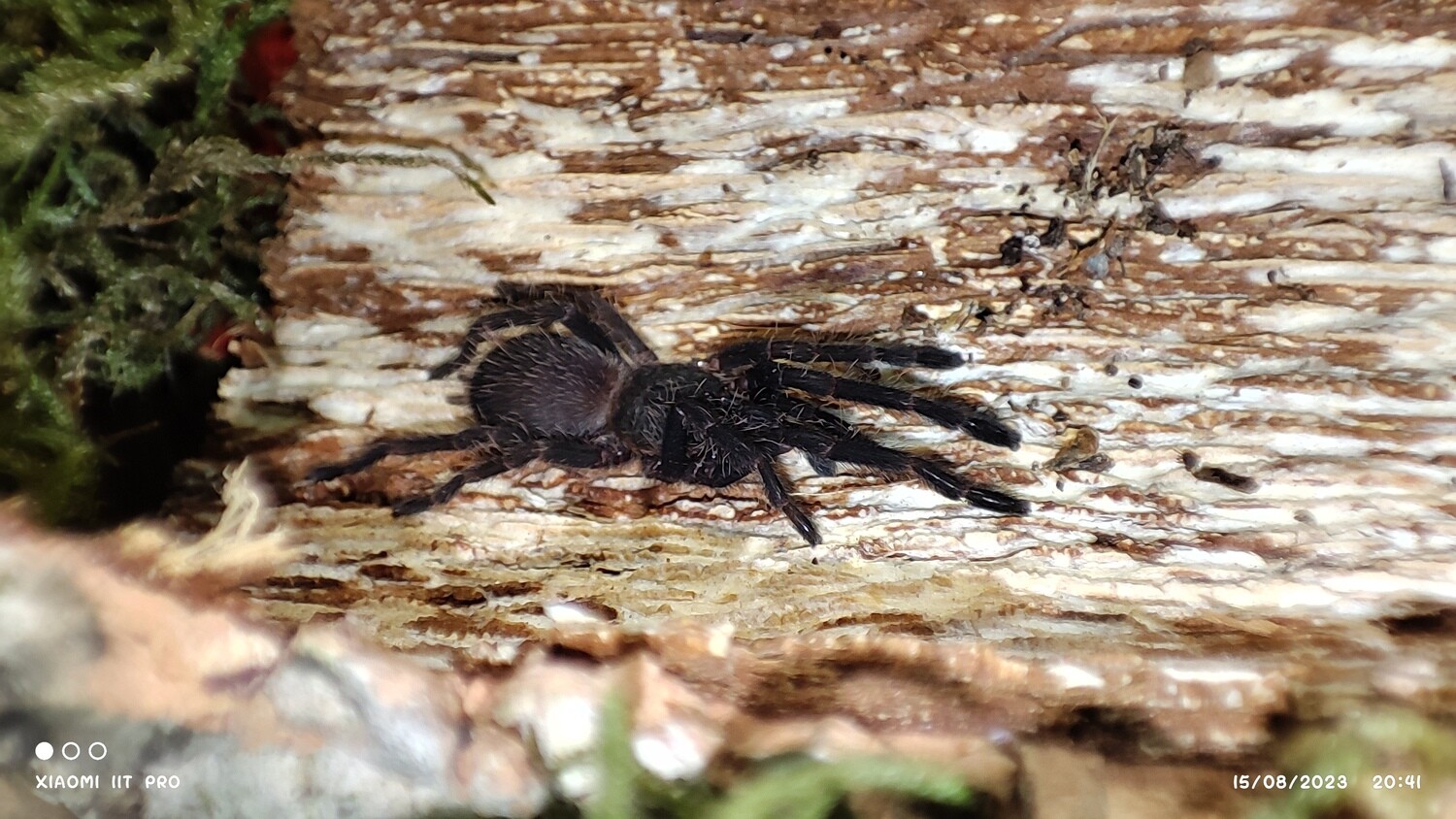 Chilobrachys sp dyscolus Cambodian Blue 6cm