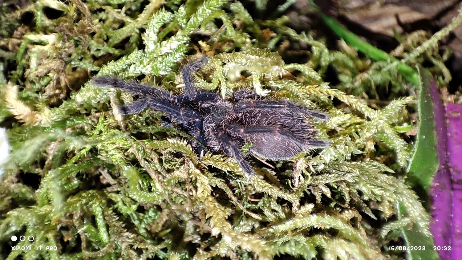 Chilobrachys sp dyscolus Cambodian Blue 3-4cm