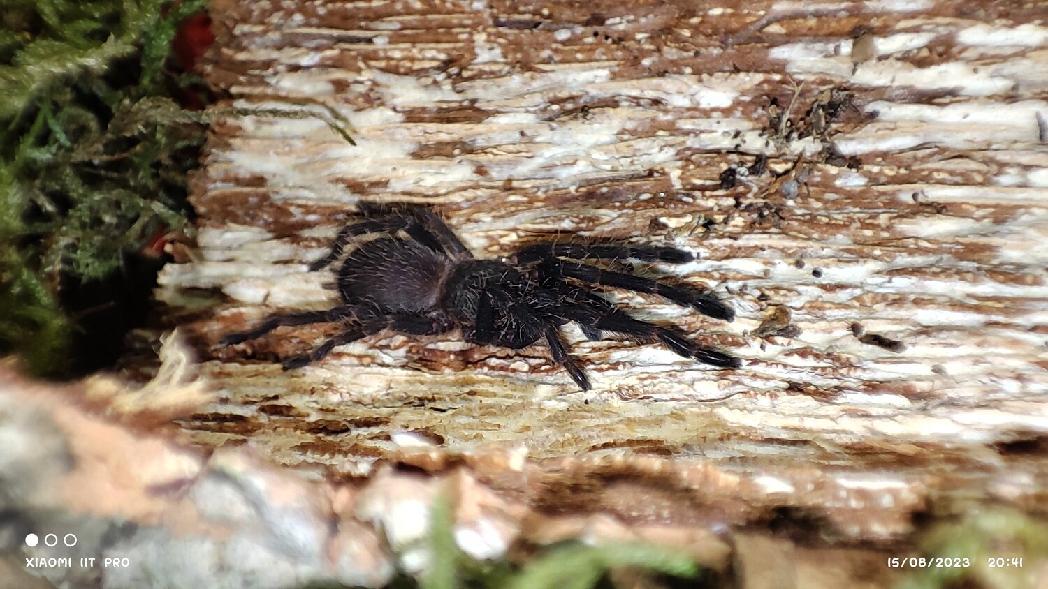 Chilobrachys sp dyscolus Cambodian Blue 3-4cm