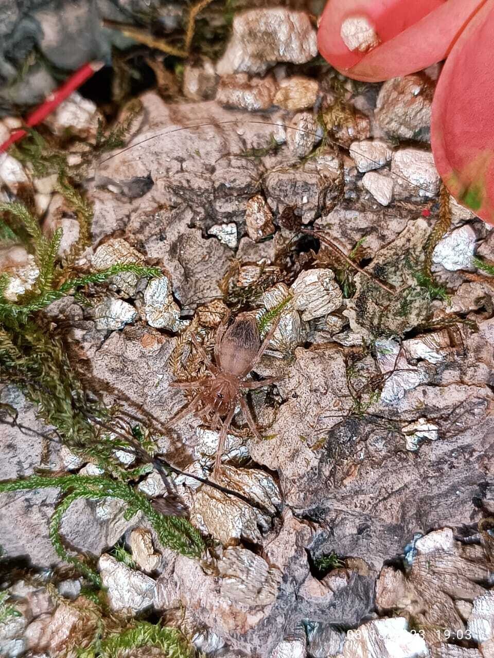 Tliltocatl vagans - Mexican Red Rump Sling