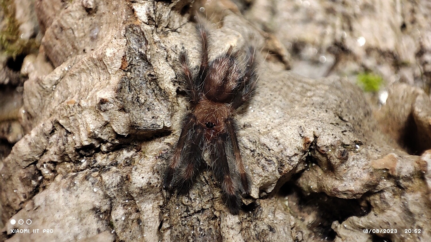 Psalmopeus cambridgei - Trinidad Chevron sling
