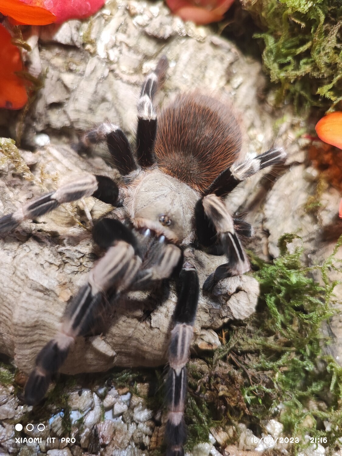 Vitalius chromatus - Brazilian Red and White - 3-4cm