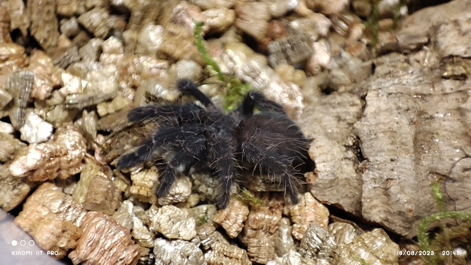 Cyriopagopus sp hati hati - Purple Earth Tiger - 1-2 cm