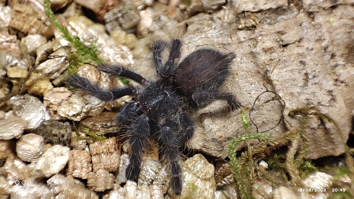 Cyriopagopus sp hati hati - Purple Earth Tiger - 1-2 cm