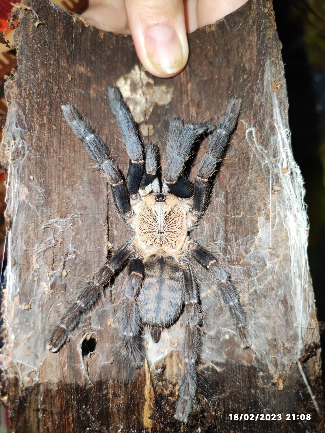 Cyriopagopus sp hati hati - Purple Earth Tiger - 1-2 cm