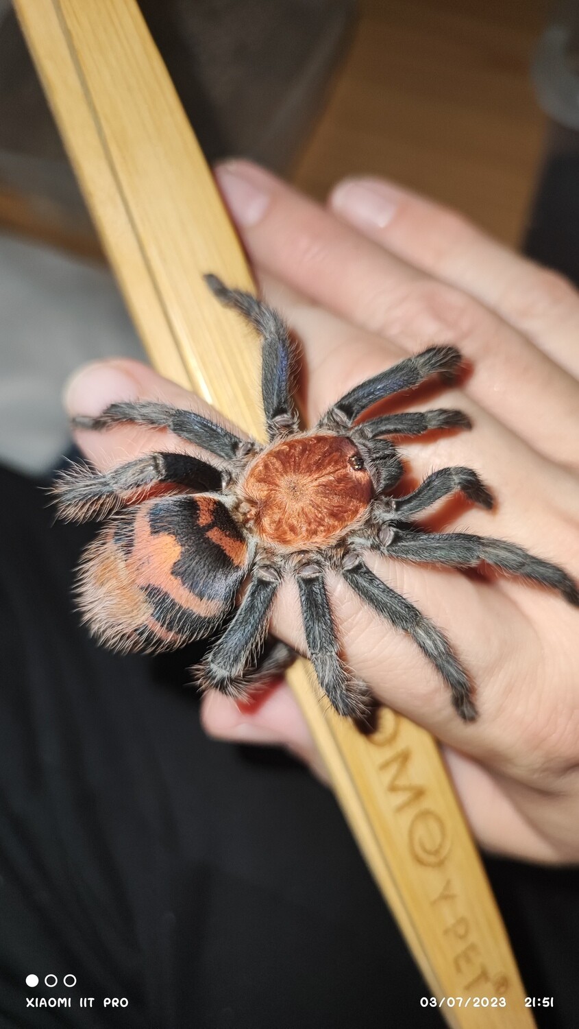 Davus pentaloris - Guatemalan Tiger Rump - 1-2 cm