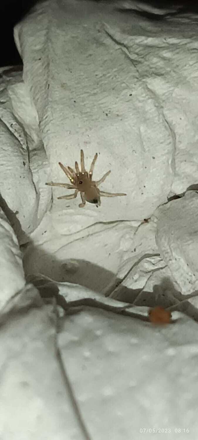 Kochiana brunnipes - Dwarf Pink Leg - Sling