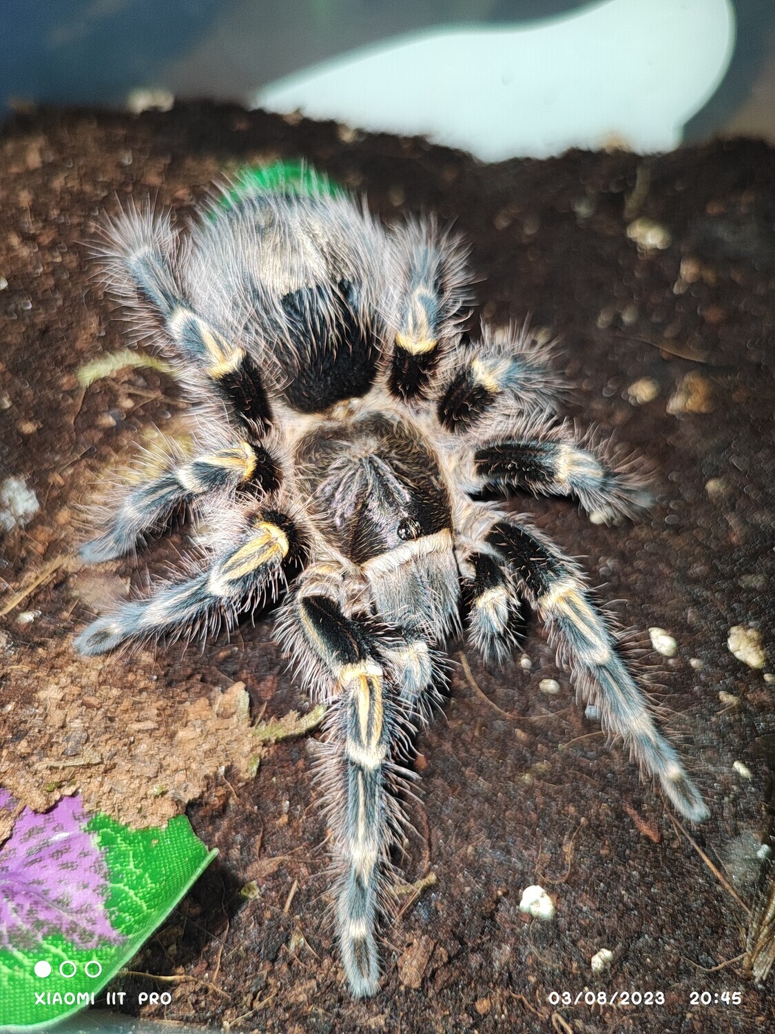 Grammastola pulchripes - Chaco Golden Knee - Sling
