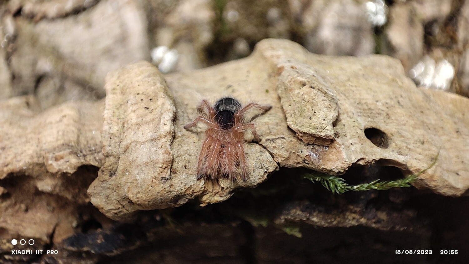 Grammastola pulchripes - Chaco Golden Knee - Sling