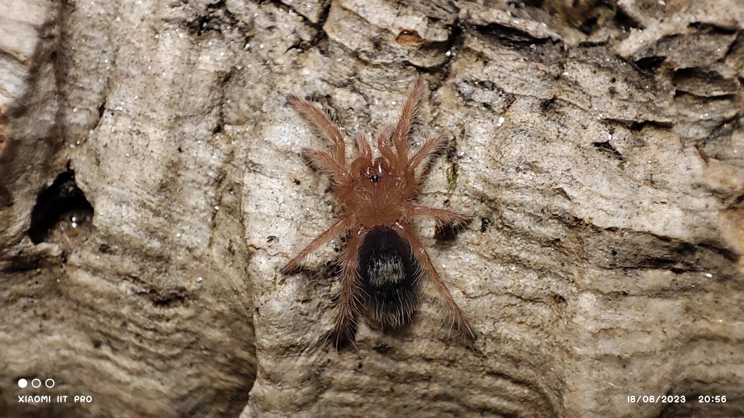 Grammastola pulchripes - Chaco Golden Knee - Sling