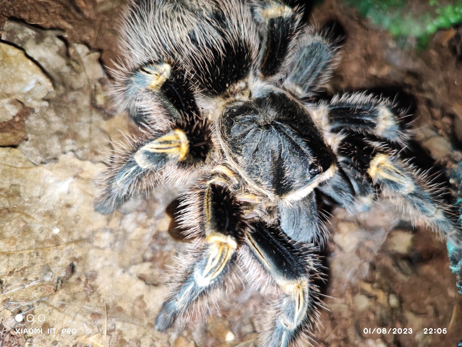Grammastola pulchripes - Chaco Golden Knee - Sling