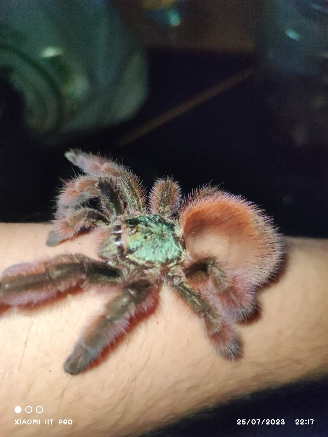 Caribena versicolor - Martinique Pink Toe - sling