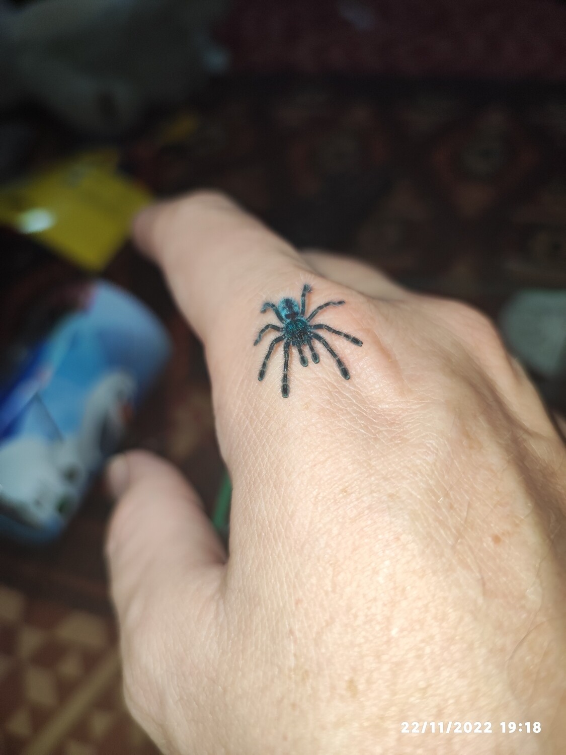 Caribena versicolor - Martinique Pink Toe - sling