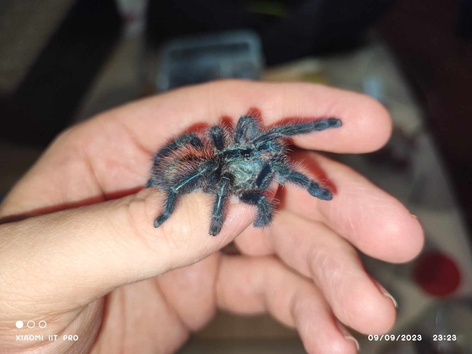 Caribena versicolor - Martinique Pink Toe - sling