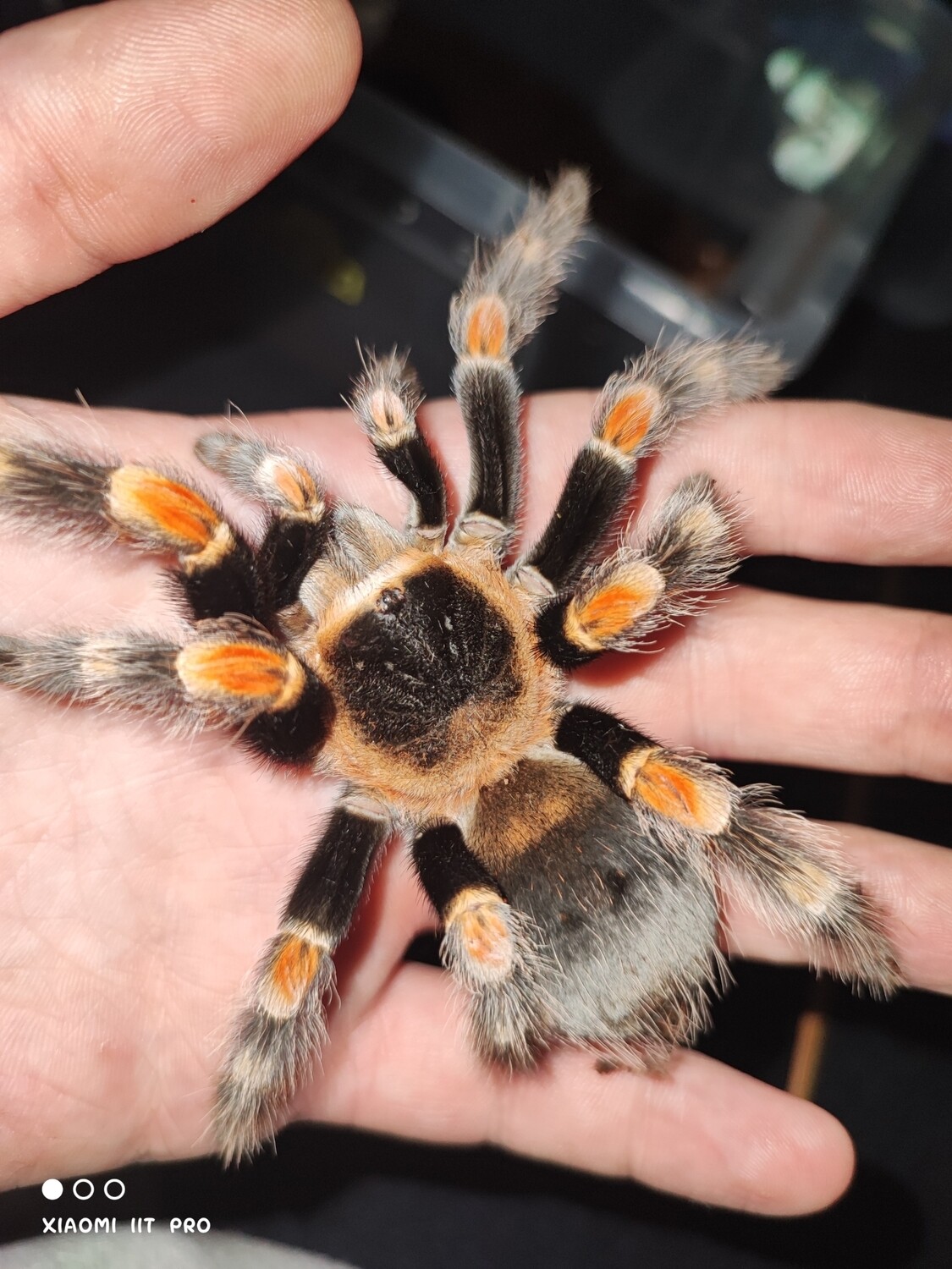 Brachypelma hamorii - Mexican Red Knee - Sling