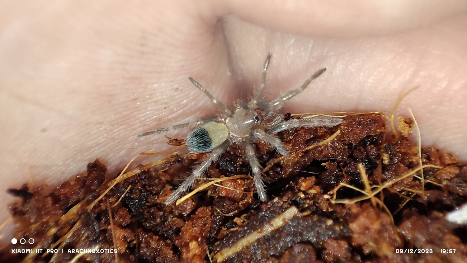 Brachypelma hamorii - Mexican Red Knee - Sling