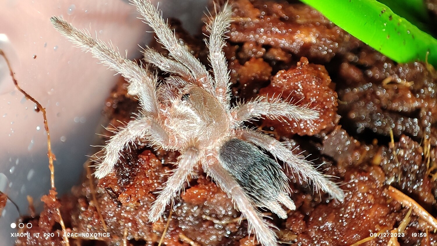 Aphonopelma seemanni - Costa Rican Zebra - Sling