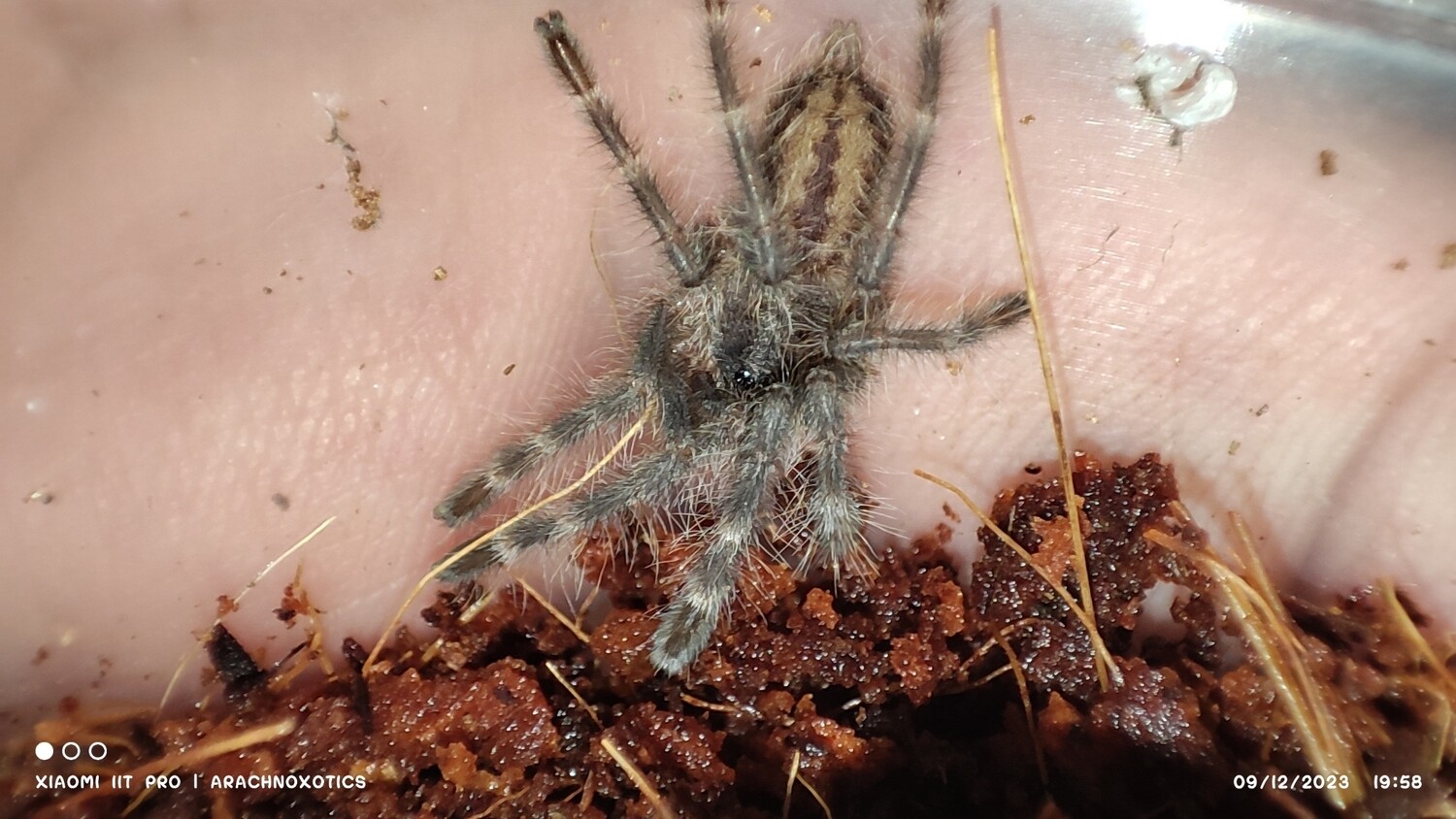 Poecilotheria tigrinawesseli - Wessel&#39;s Tiger Ornamental - 3-4cm