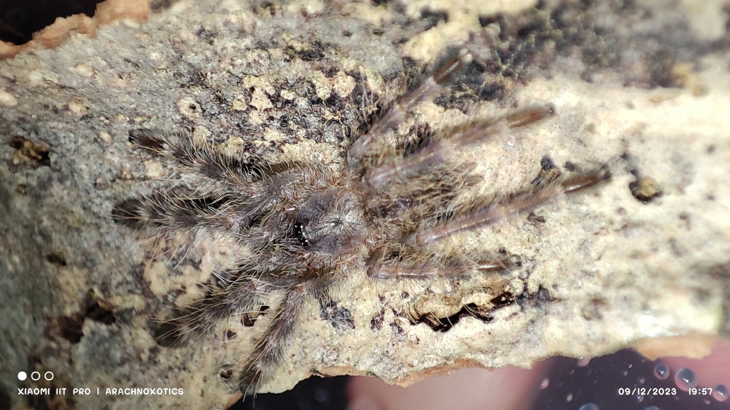 Poecilotheria regalis - Indian Ornamental - Sling