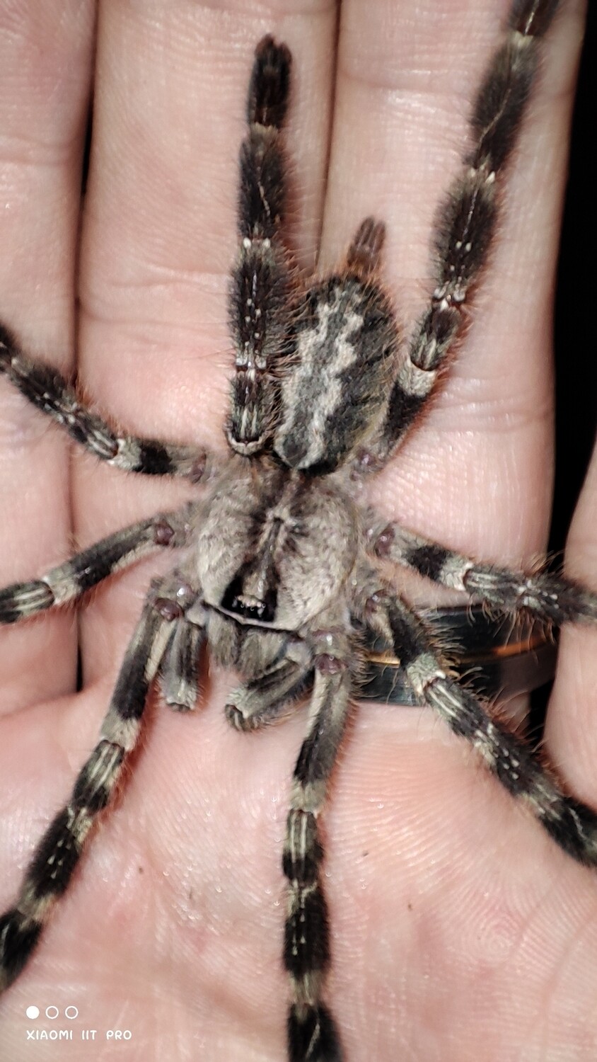 Poecilotheria regalis - Indian Ornamental - Sling