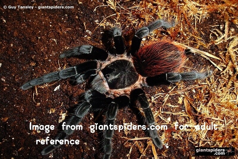 Tliltocatl sabulosum - Guatamalan Red Rump - sling