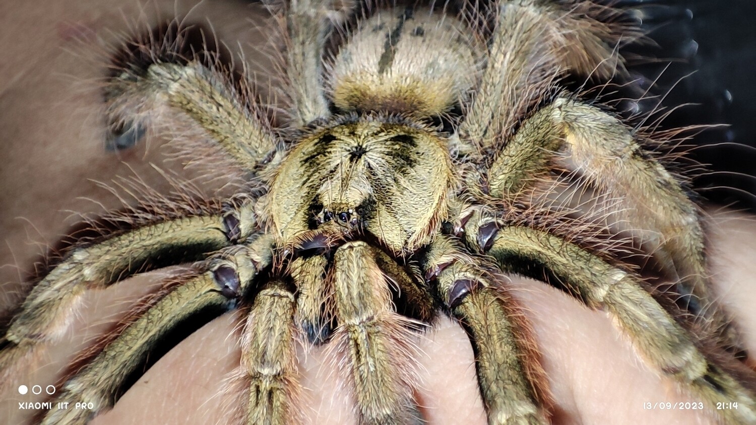 Stomatopelma calceatum - Featherleg Baboon - 4cm