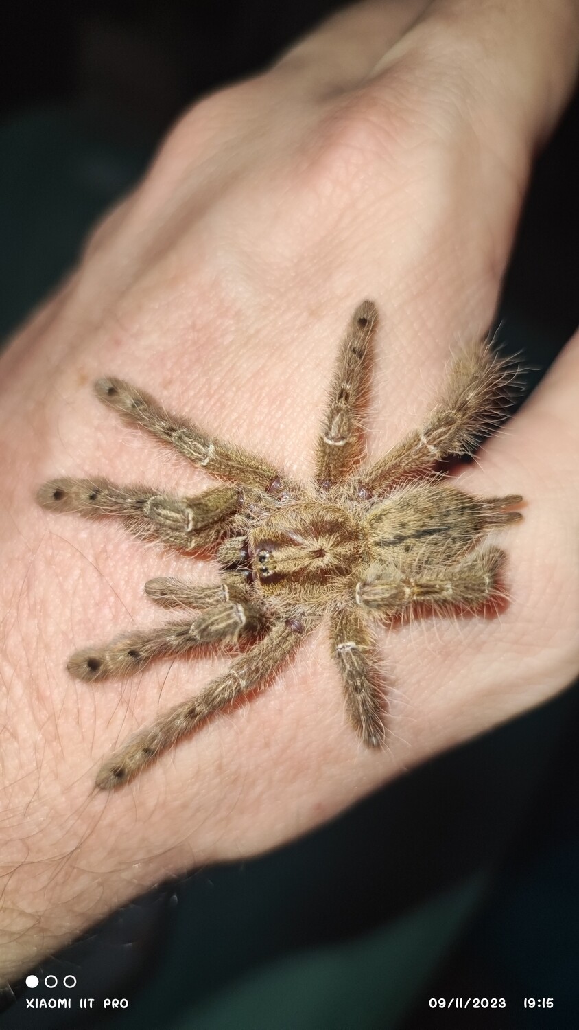 Stomatopelma calceatum - Featherleg Baboon - 4cm