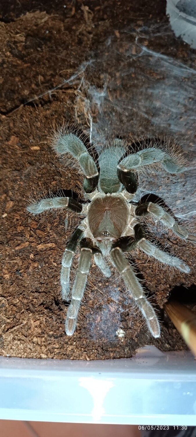Hysterocrates gigas - Camaroon Red Baboon - 4cm