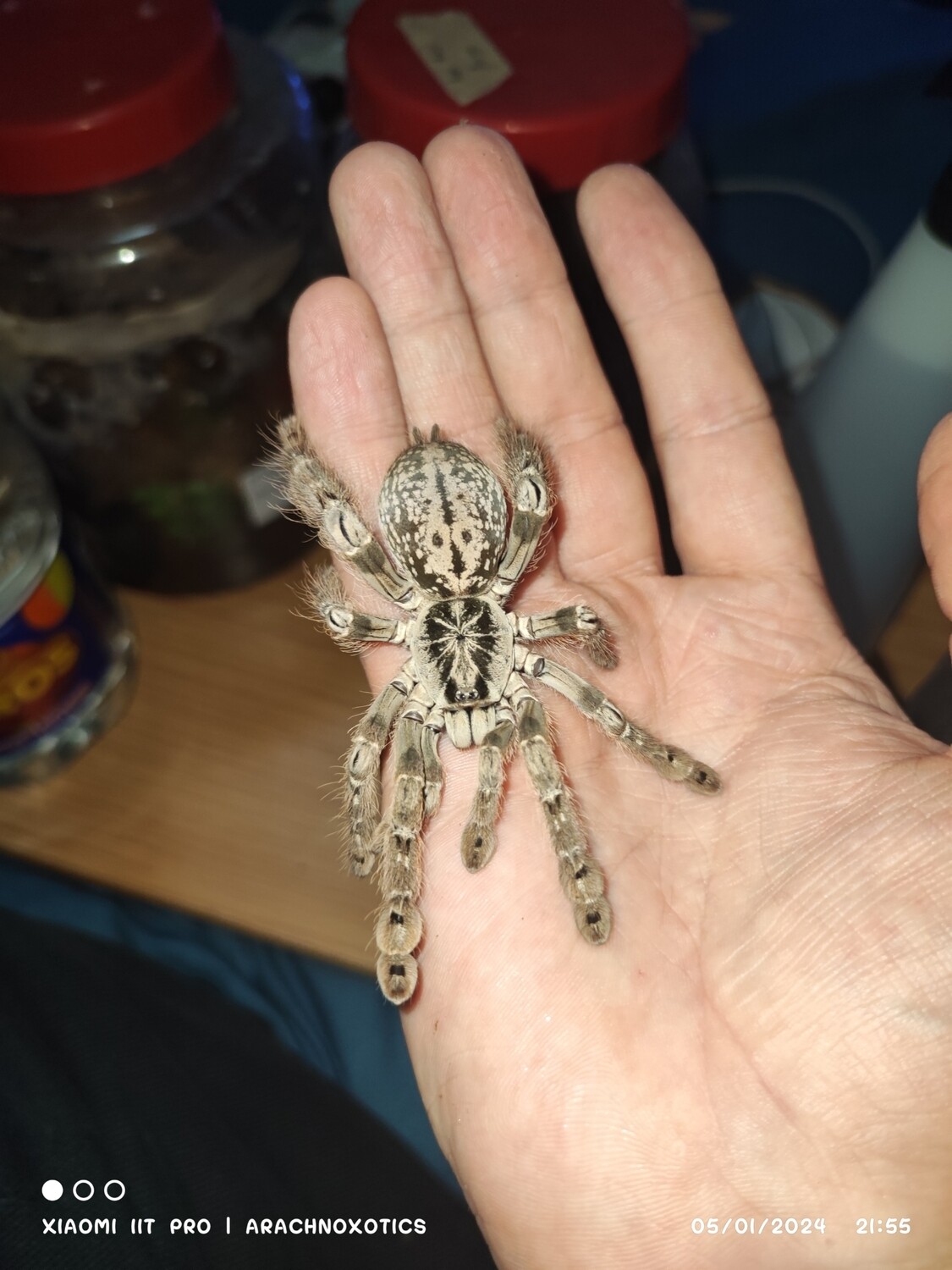 Heteroscodra maculata -Togo Starburst Baboon - sling
